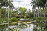 La “gigante flotante del Amazonas” ya puede verse en el Jardín Botánico Culiacán La “gigante flotante del Amazonas” ya puede verse en el Jardín Botánico Culiacán