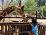 Ciudadanos y visitantes podrán disfrutar de un zoológico digno Ciudadanos y visitantes podrán disfrutar de un zoológico digno