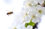 ¿Pueden las abejas tener derechos? La SCJN analizará un caso histórico ¿Pueden las abejas tener derechos? La SCJN analizará un caso histórico
