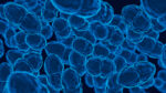 Científicos enseñan a células humanas a calcular, abriendo camino para tratamientos contra cáncer más inteligentes Científicos enseñan a células humanas a calcular, abriendo camino para tratamientos contra cáncer más inteligentes