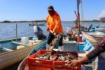 Inicia este 10 de julio la temporada de aprovechamiento de jaiba en Sinaloa Inicia este 10 de julio la temporada de aprovechamiento de jaiba en Sinaloa