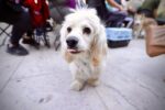 Fortalece Gobierno de Sinaloa campañas de esterilización canina y felina con inversión de 1.6 millones de pesos Fortalece Gobierno de Sinaloa campañas de esterilización canina y felina con inversión de 1.6 millones de pesos