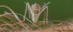 Imparable avance del mosquito que propaga el virus del Nilo Imparable avance del mosquito que propaga el virus del Nilo