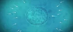 La fertilidad también depende de las bacterias del semen La fertilidad también depende de las bacterias del semen