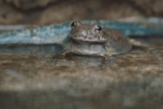 Científicos descubren proteína antimicrobiana en rana mexicana Científicos descubren proteína antimicrobiana en rana mexicana