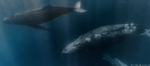 Detectan canto de ballena que iría más rápido que el sonido Detectan canto de ballena que iría más rápido que el sonido