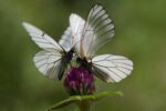 El clima redefine los territorios de las mariposas, advierte estudio El clima redefine los territorios de las mariposas, advierte estudio