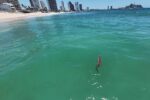 Autoridades no han localizado al cocodrilo en Mazatlán, piden a la población reportar al 9-1-1 al detectar su avistamiento Autoridades no han localizado al cocodrilo en Mazatlán, piden a la población reportar al 9-1-1 al detectar su avistamiento