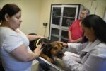 Especialista llama a evitar el fallo multi orgánico por golpe de calor en las mascotas Especialista llama a evitar el fallo multi orgánico por golpe de calor en las mascotas