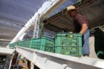 Perciben señales de recuperación en el sector económico de Sinaloa Perciben señales de recuperación en el sector económico de Sinaloa
