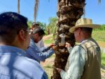 Salud Sinaloa refuerza trabajo de campo para prevenir riesgos asociados al gusano barrenador Salud Sinaloa refuerza trabajo de campo para prevenir riesgos asociados al gusano barrenador