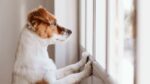 Huellitas con Causa exhorta a mantener limpias a las mascotas en casa Huellitas con Causa exhorta a mantener limpias a las mascotas en casa
