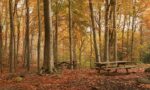 Misterios del otoño: por qué los árboles pierden la hoja, y por qué algunos no Misterios del otoño: por qué los árboles pierden la hoja, y por qué algunos no