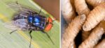 Sector salud de Sinaloa registra 109 casos de gusano barrenador en animales Sector salud de Sinaloa registra 109 casos de gusano barrenador en animales
