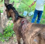 El Comité Estatal de Fomento y Protección Pecuaria de Sinaloa, refuerza prevención del Gusano Barrenador en equinos El Comité Estatal de Fomento y Protección Pecuaria de Sinaloa, refuerza prevención del Gusano Barrenador en equinos