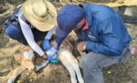 Sector salud de Sinaloa presenta 2 casos en humanos y 104 en animales de gusano barrenador Sector salud de Sinaloa presenta 2 casos en humanos y 104 en animales de gusano barrenador