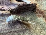 Descubren una nueva especie de microartrópodo en la sierra de Surutato Descubren una nueva especie de microartrópodo en la sierra de Surutato
