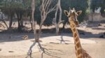 Muerte de jirafa en Zoológico de Culiacán fue por accidente y no por negligencia: Alcaldesa Muerte de jirafa en Zoológico de Culiacán fue por accidente y no por negligencia: Alcaldesa