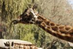 Muere Fortunata, jirafa más longeva de Chapultepec Muere Fortunata, jirafa más longeva de Chapultepec