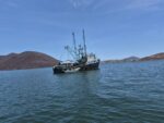 Situación de pescadores y acuicultores de Sinaloa en riesgo por caída del precio del camarón Situación de pescadores y acuicultores de Sinaloa en riesgo por caída del precio del camarón