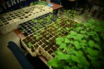Con los Huertos Sustentables se promueve la educación ambiental y el auto cultivo orgánico en Sinaloa Con los Huertos Sustentables se promueve la educación ambiental y el auto cultivo orgánico en Sinaloa