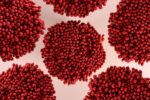 Los tejidos del cuerpo adaptan su capacidad de limpieza a su actividad metabólica Los tejidos del cuerpo adaptan su capacidad de limpieza a su actividad metabólica