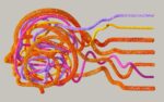 Hallan la proteína que ordena cuándo y dónde se hacen las conexiones entre los hemisferios cerebrales Hallan la proteína que ordena cuándo y dónde se hacen las conexiones entre los hemisferios cerebrales