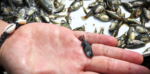 Hallan señales de recuperación ecológica en el Lago de Texcoco Hallan señales de recuperación ecológica en el Lago de Texcoco