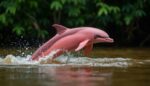 Las imágenes de animales creadas por IA, una amenaza para la fauna y los humanos Las imágenes de animales creadas por IA, una amenaza para la fauna y los humanos