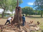 Trabajos de limpieza y acondicionamiento registran un 65 por ciento de avance en el Parque Las Riberas Trabajos de limpieza y acondicionamiento registran un 65 por ciento de avance en el Parque Las Riberas