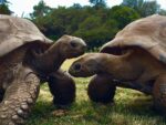 ¿Qué secreto de longevidad atesora una tortuga de 194 años? ¿Qué secreto de longevidad atesora una tortuga de 194 años?
