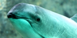 La situación de la vaquita marina mexicana, a examen en la próxima reunión de CITES La situación de la vaquita marina mexicana, a examen en la próxima reunión de CITES