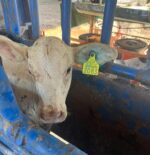 Revisar el ganado después del areteo es clave para prevenir el gusano barrenador: Sáinz Aispuro Revisar el ganado después del areteo es clave para prevenir el gusano barrenador: Sáinz Aispuro