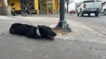 Venta de perros y gatos mantiene la preocupación de activistas por el bienestar animal: Huellitas con Causa Venta de perros y gatos mantiene la preocupación de activistas por el bienestar animal: Huellitas con Causa