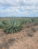 Recupera Sinaloa La Denominación De Origen Mezcal Para Cuatro Municipios Del Sur Del Estado Recupera Sinaloa La Denominación De Origen Mezcal Para Cuatro Municipios Del Sur Del Estado