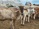 Llama Sáinz Aispuro a reforzar el cuidado del ganado frente al gusano barrenador Llama Sáinz Aispuro a reforzar el cuidado del ganado frente al gusano barrenador