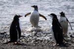 Los pingüinos, en el centro de una cadena biológica que acelera deshielo en la Antártida Los pingüinos, en el centro de una cadena biológica que acelera deshielo en la Antártida