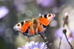 Cómo las mariposas usan ilusiones ópticas para sobrevivir Cómo las mariposas usan ilusiones ópticas para sobrevivir