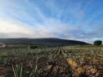 Mezcal sinaloense obtiene reconocimiento oficial Mezcal sinaloense obtiene reconocimiento oficial